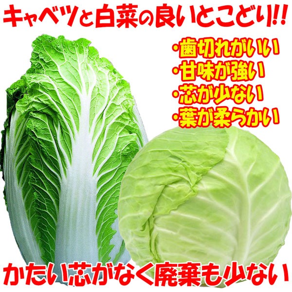 「キャベサイの苗 お買い得3個セット」【野菜苗9cmポット お買い得3個セット】
