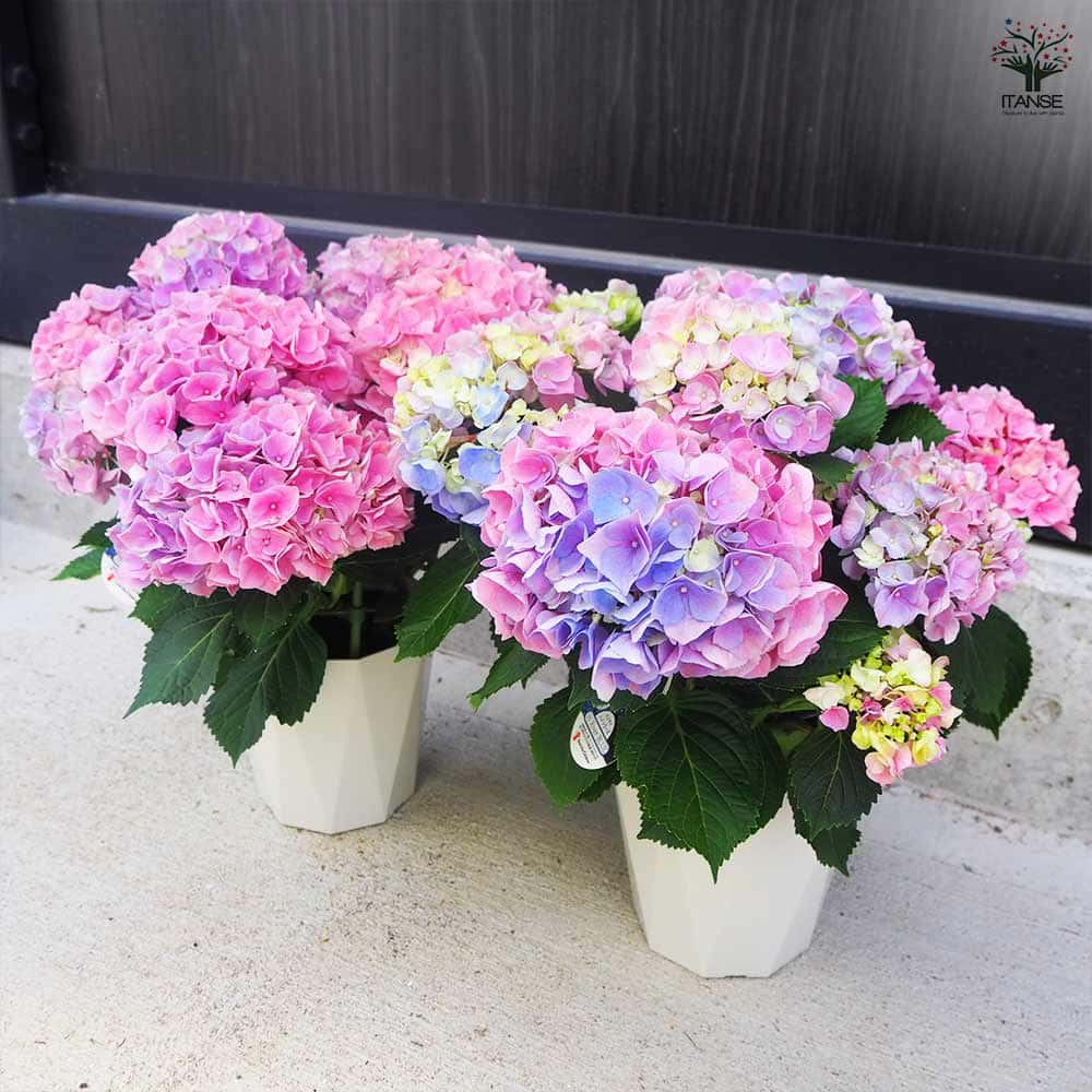 アジサイ ハイリバー・オーロラ 【花木苗 5号鉢／1個売り】｜ 【植物の