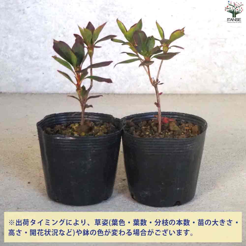 紅サラサ ドウダンツツジ 【花木苗 3.5号ポット】｜ 【植物の