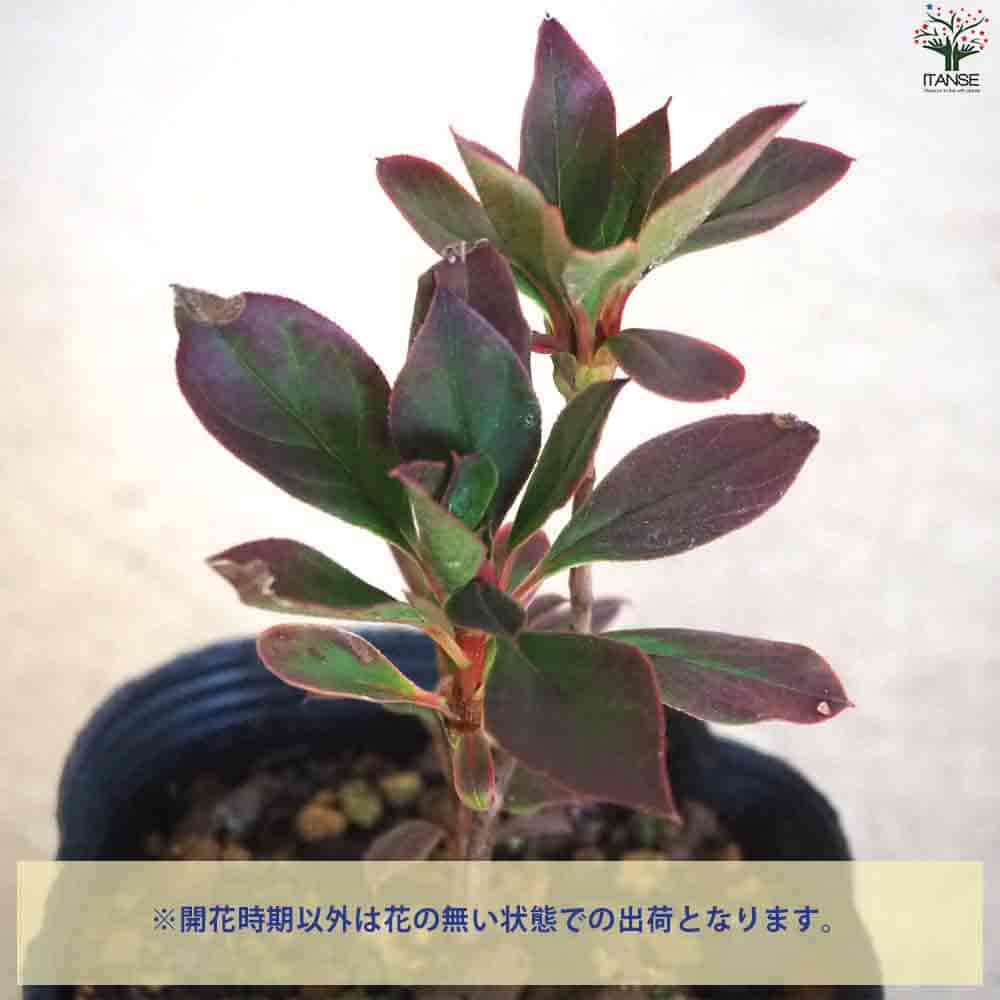 送料込み！絶品天然ドウダンツツジ。 ドウダンツツジ3～3.5号ポット の通販 | 園芸ネット