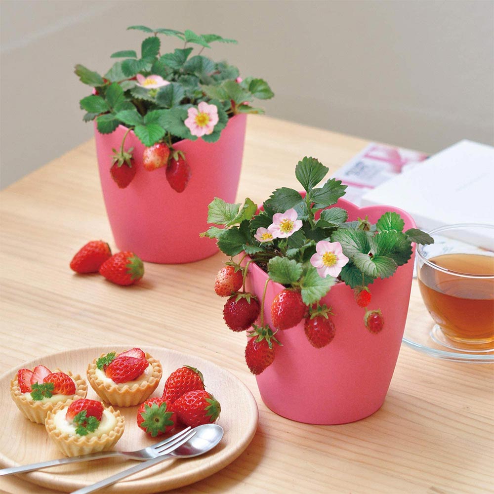 ピンクの花咲くストロベリー栽培セット【栽培キット／1個】