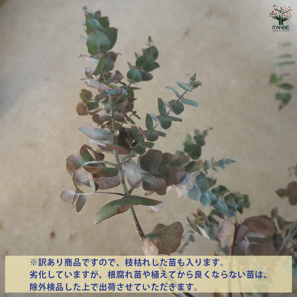 ユーカリ シネレア 訳アリ 【花木苗 6号ポット／1個売り】｜ 【植物の