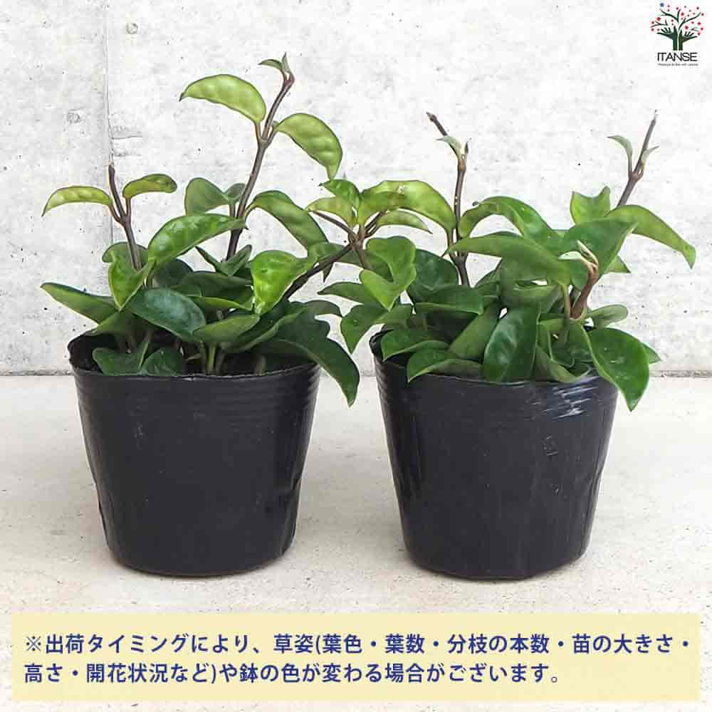 観葉植物 000000022566_B8ym1tK.jpg