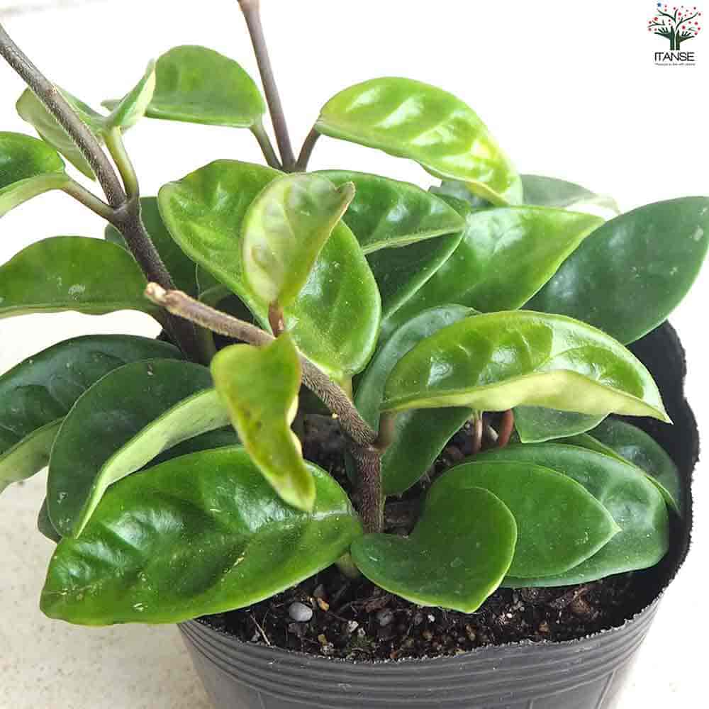 ホヤ クリンクルエイト 【観葉植物 4号ポット】| 【植物の ホヤ クリンクルエイト 【観葉植物 4号ポット】| 【植物の