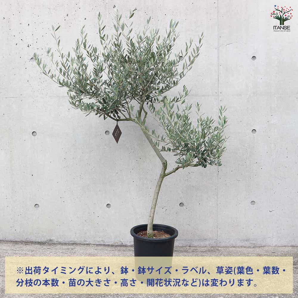 オリーブ マンザニロ黒プラ鉢LL 【果樹の苗木 8号鉢／1個売り