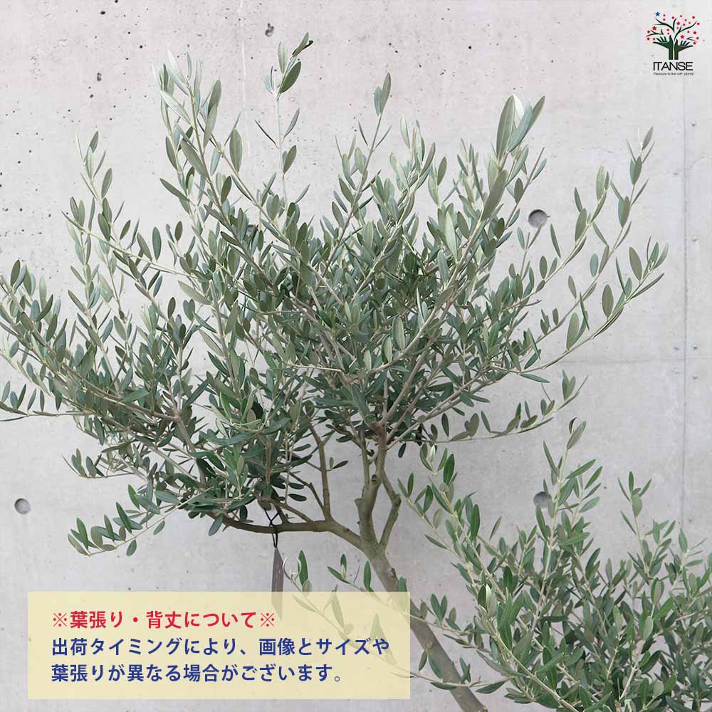 オリーブ マンザニロ黒プラ鉢LL 【果樹の苗木 8号鉢／1個売り