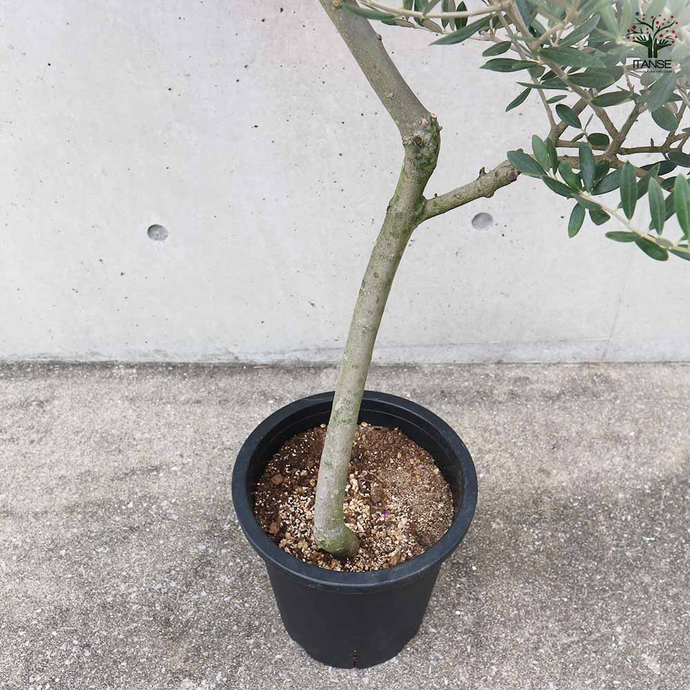 オリーブの木　マンザニロ　8号　約165cm　NO.693　人気品種　現品掲載 オリーブの木 マンザニロ 8号 約165cm NO.693 人気品種 現品掲載