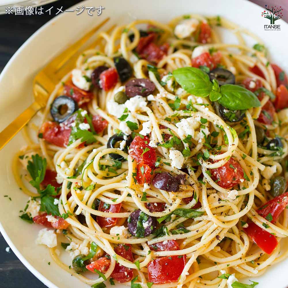 オリーブ マンザニロ黒プラ鉢LL 【果樹の苗木 8号鉢／1個売り