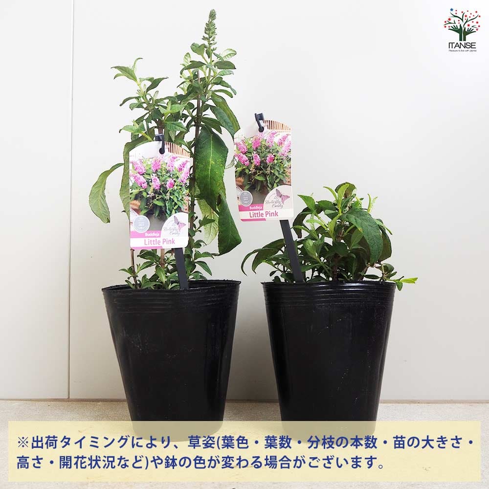 ブッドレア バタフライキャンディー リトルピンク 【花木苗 4.5号／1個