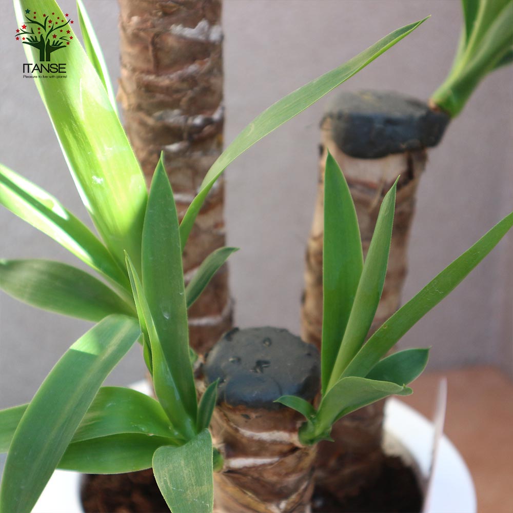 観葉植物 ユッカ(青年の木)【観葉植物 7号プラスチック鉢／1個売り
