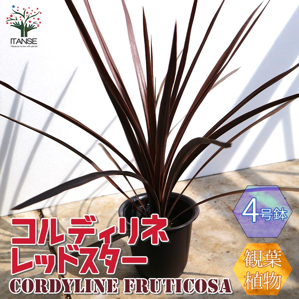 コルディリネ・レッドスター カラーリーフ 観葉植物【観葉植物 4