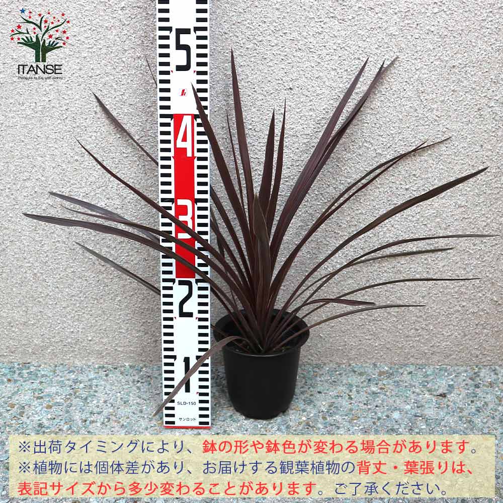 コルディリネ・レッドスター カラーリーフ 観葉植物【観葉植物 4号ポット苗/1個売り】