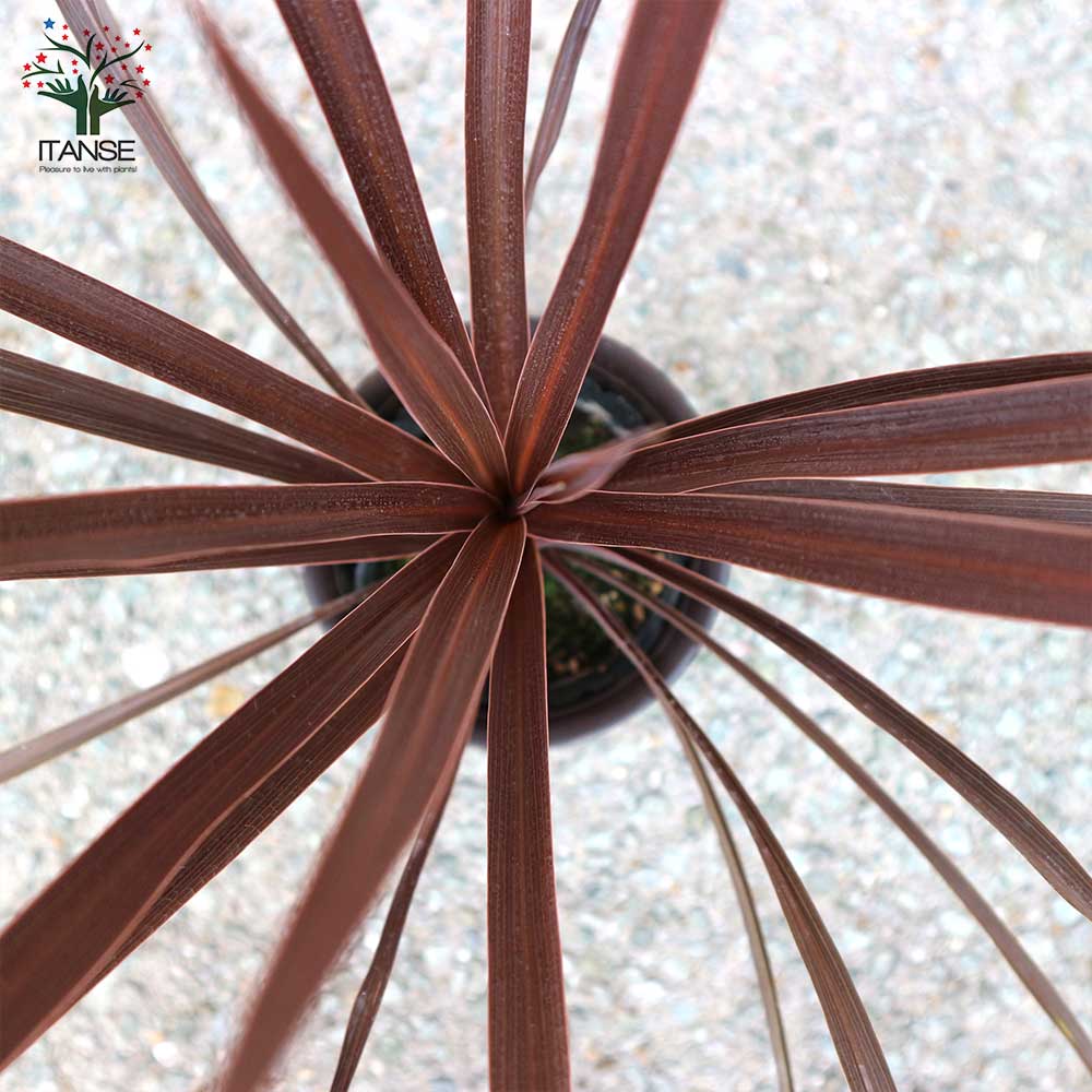 コルディリネ・レッドスター カラーリーフ 観葉植物【観葉植物 4号ポット苗/1個売り】