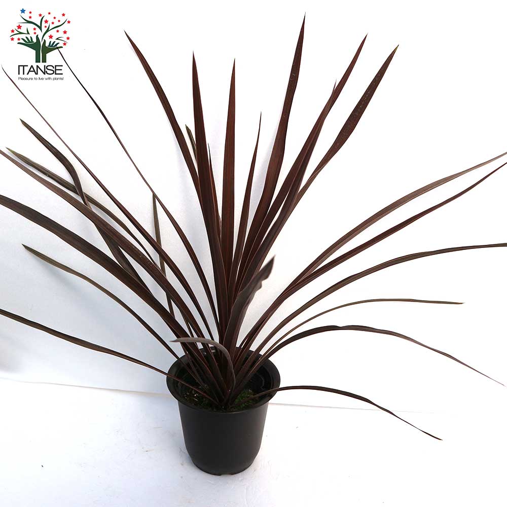 コルディリネ・レッドスター カラーリーフ 観葉植物【観葉植物 4号ポット苗/1個売り】