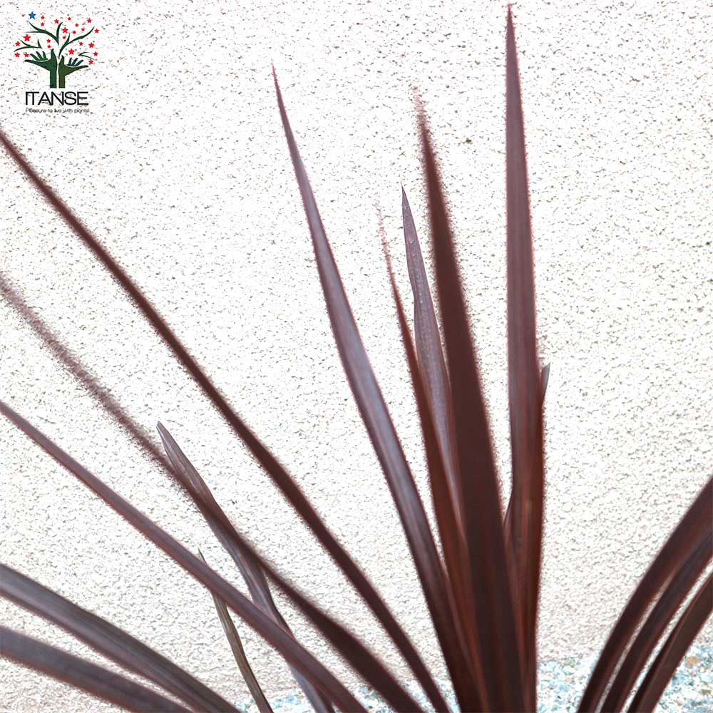 コルディリネ・レッドスター カラーリーフ 観葉植物【観葉植物 4号ポット苗/1個売り】