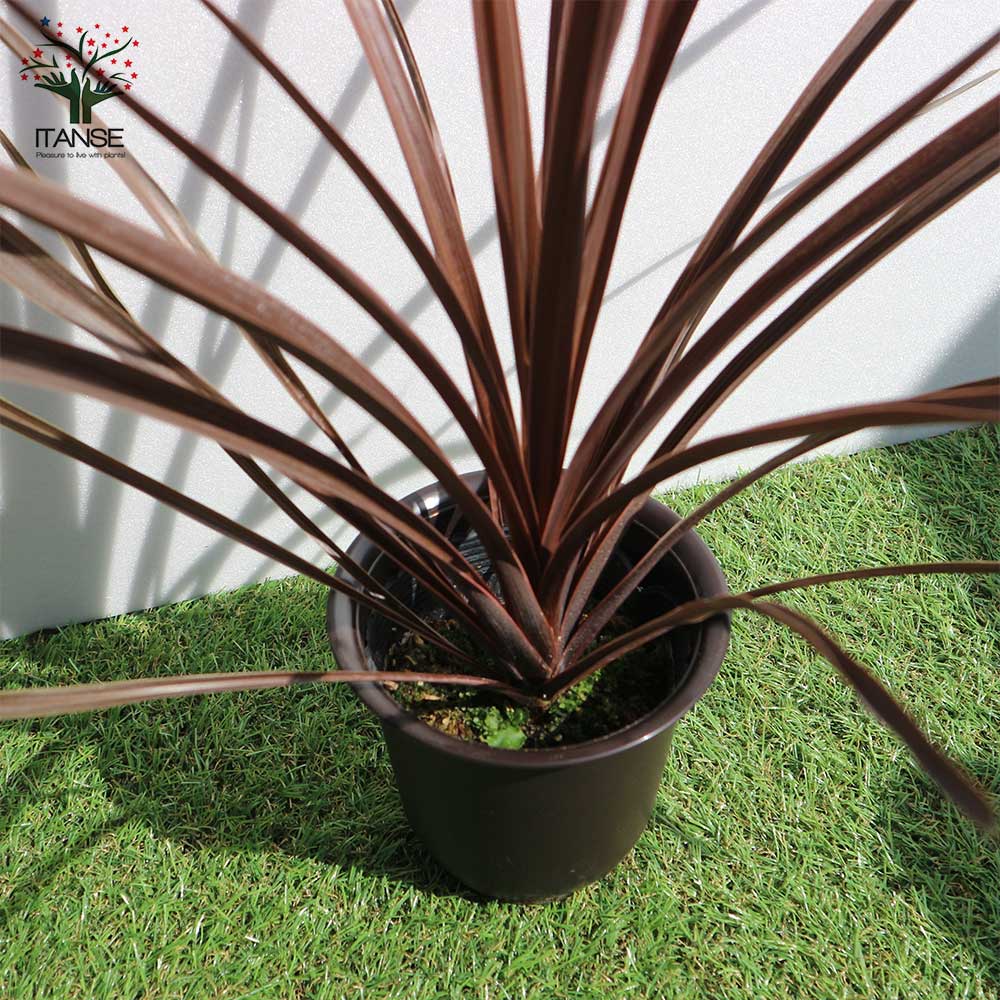 コルディリネ・レッドスター カラーリーフ 観葉植物【観葉植物 4号ポット苗/1個売り】