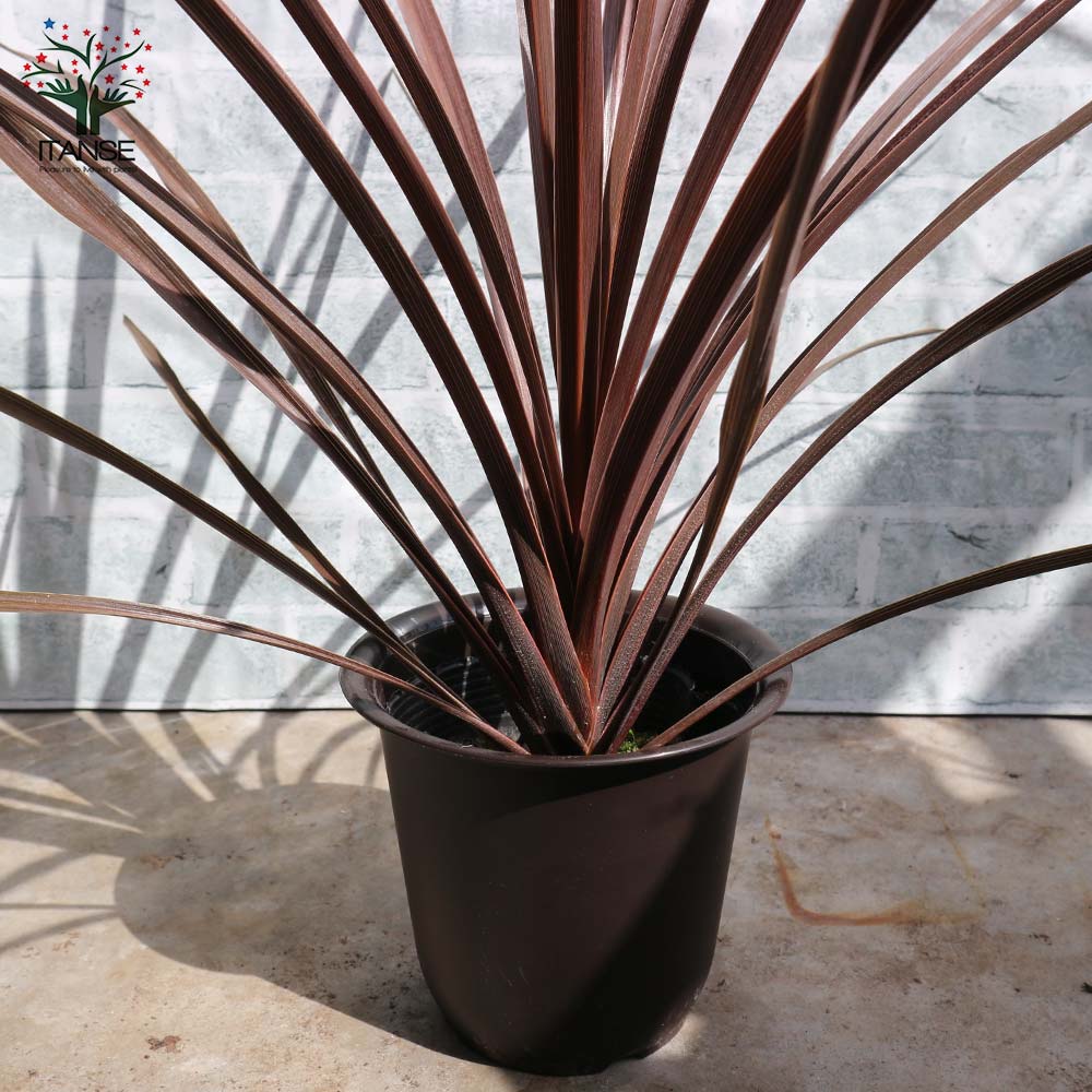 コルディリネ・レッドスター カラーリーフ 観葉植物【観葉植物 4