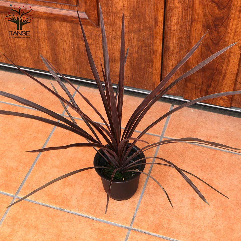 コルディリネ・レッドスター カラーリーフ 観葉植物【観葉植物 4号ポット苗/1個売り】