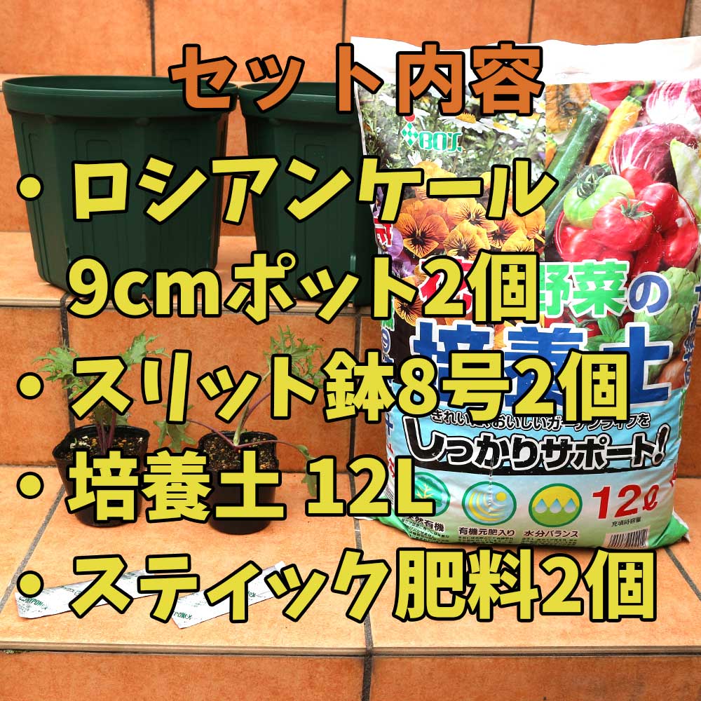 栽培セット ロシアンケール【野菜の苗 9cmポット苗／お買い得2個セット】