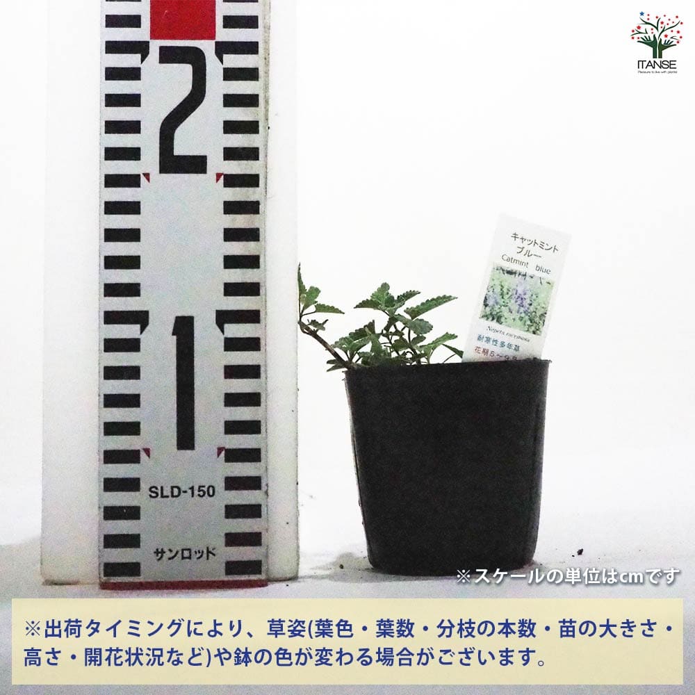 キャットミント ブルー 【ハーブの苗 9cmポット】