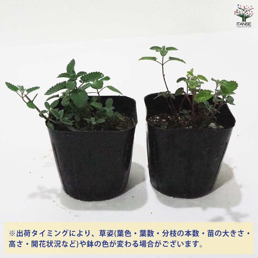 キャットミント ブルー 【ハーブの苗 9cmポット】