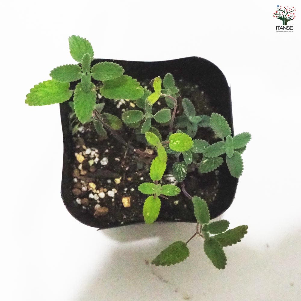 キャットミント ブルー 【ハーブの苗 9cmポット】