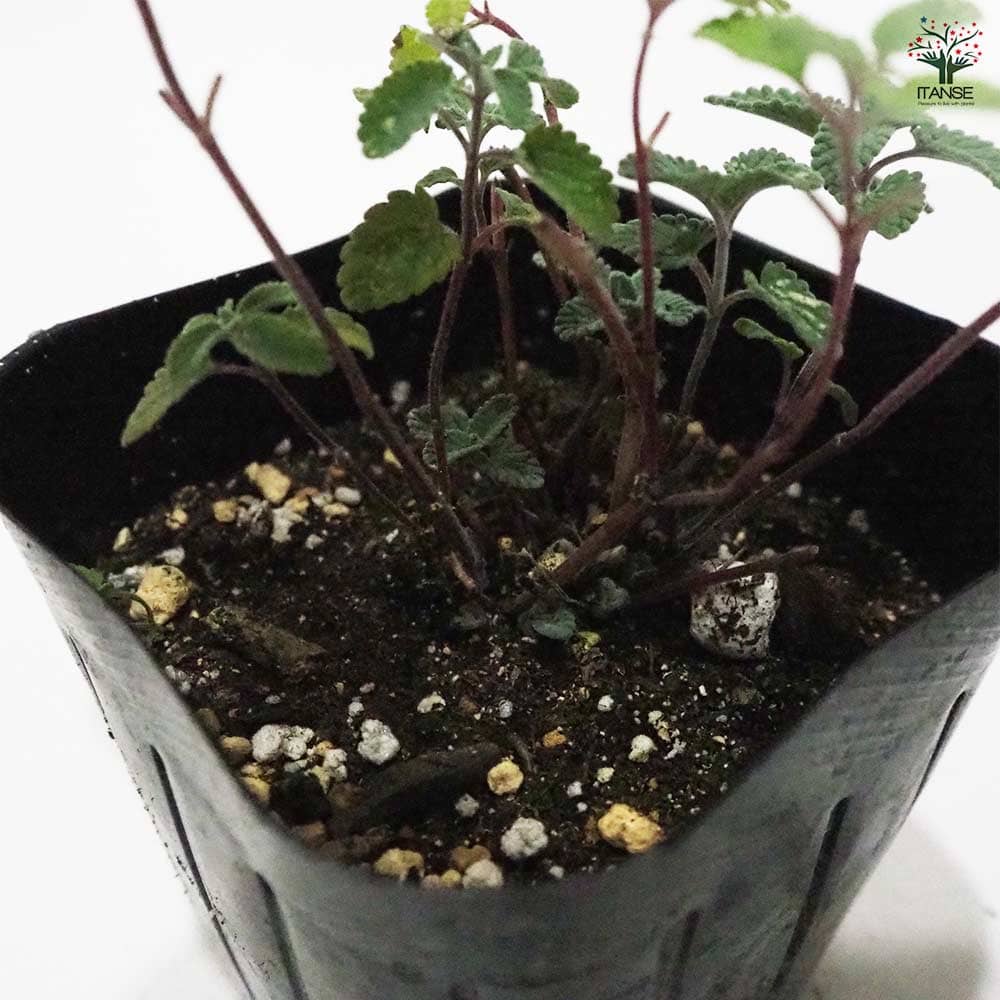 キャットミント ブルー 【ハーブの苗 9cmポット】