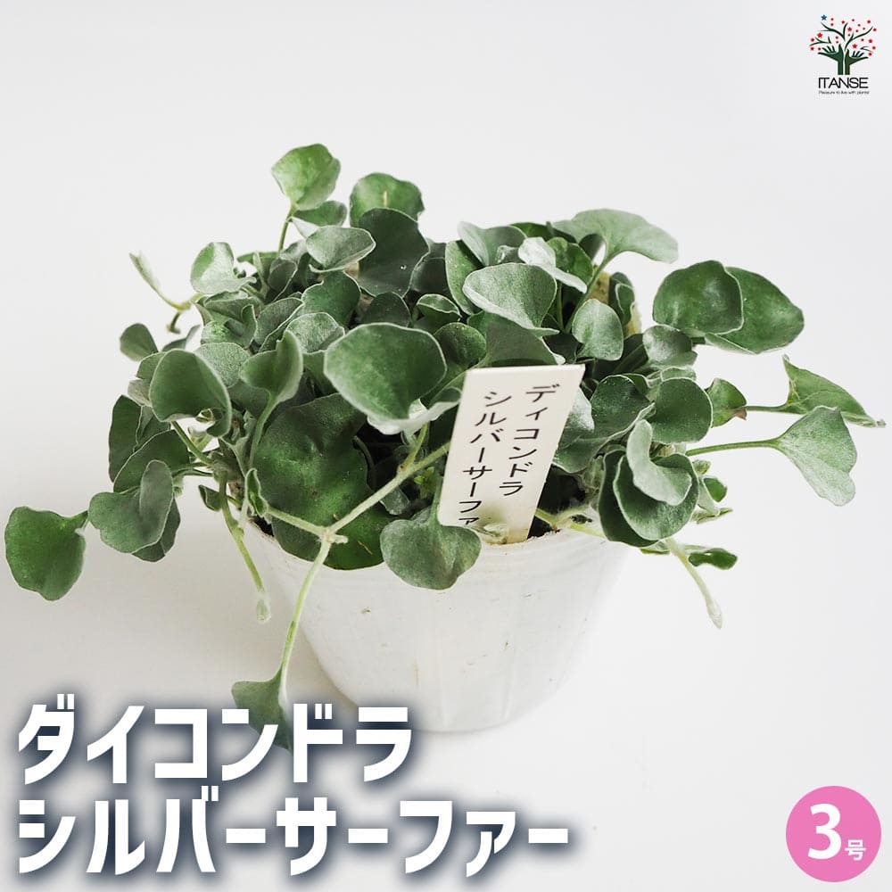 ダイコンドラ シルバーサーファー 【花苗 3号ポット】｜ 【植物の