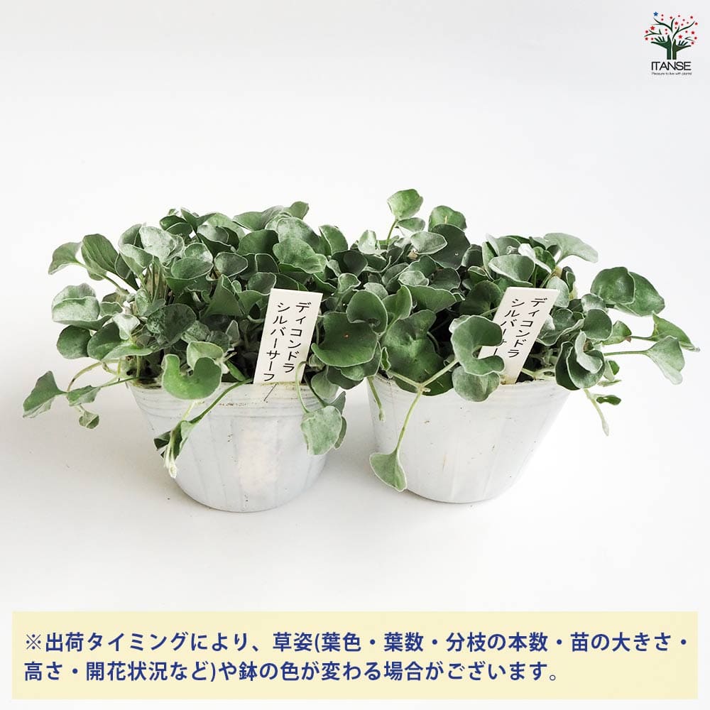 ダイコンドラ シルバーサーファー 【花苗 3号ポット】｜ 【植物の