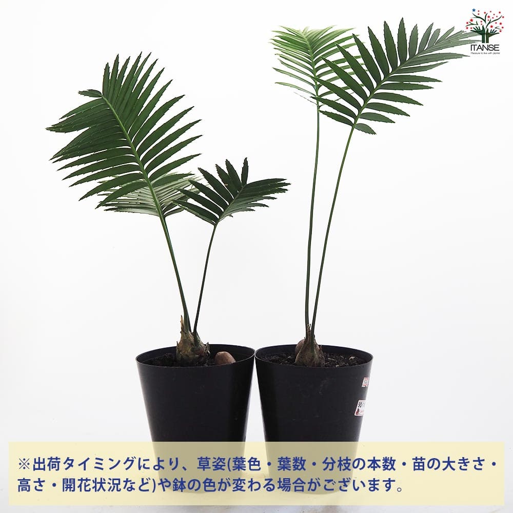 ディオーン　スピヌロッサム ディオーン・スピヌロスム 6号 - 植物と暮らす m-plant