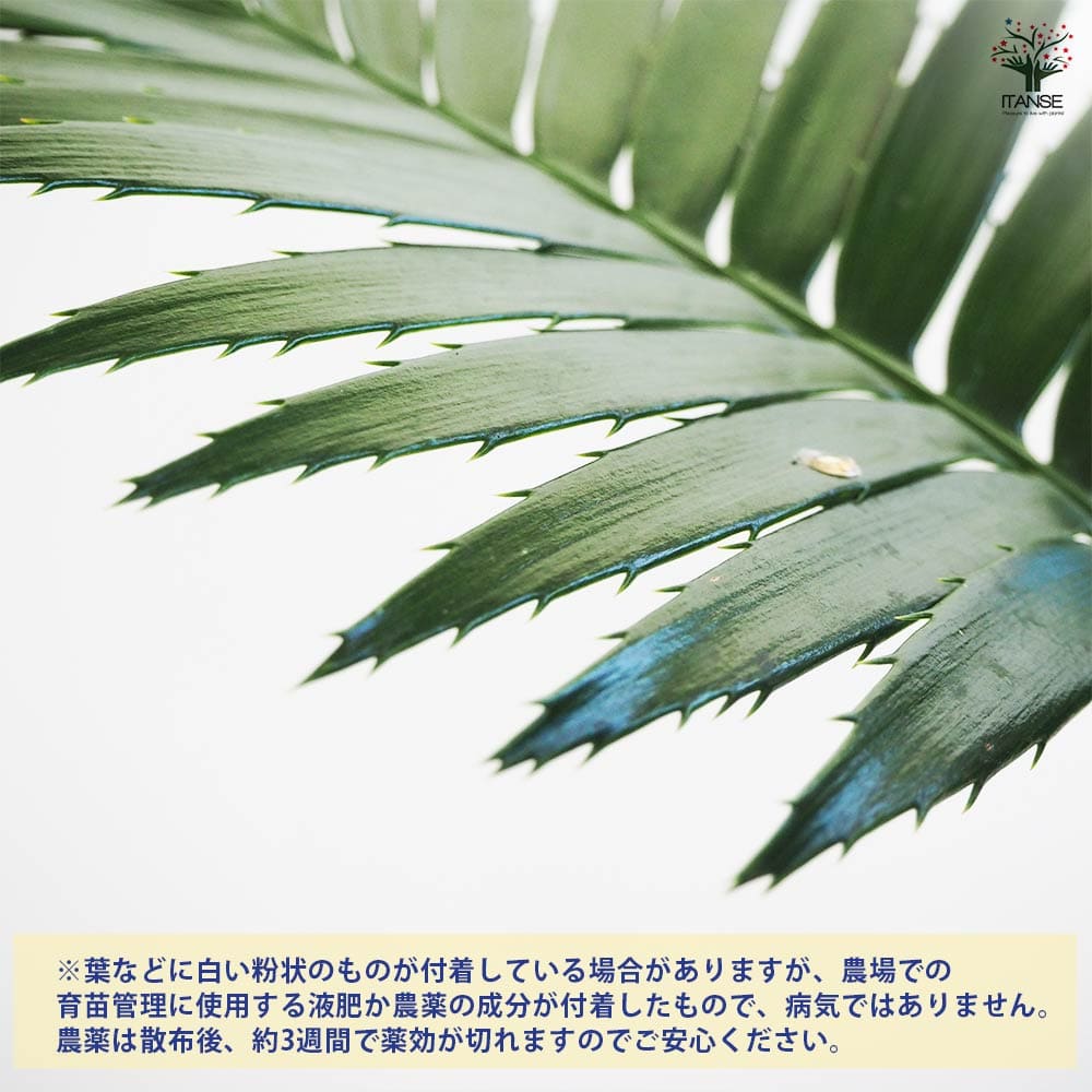 観葉植物 ディオーン スピヌロスム 【観葉植物 6号／1個売り