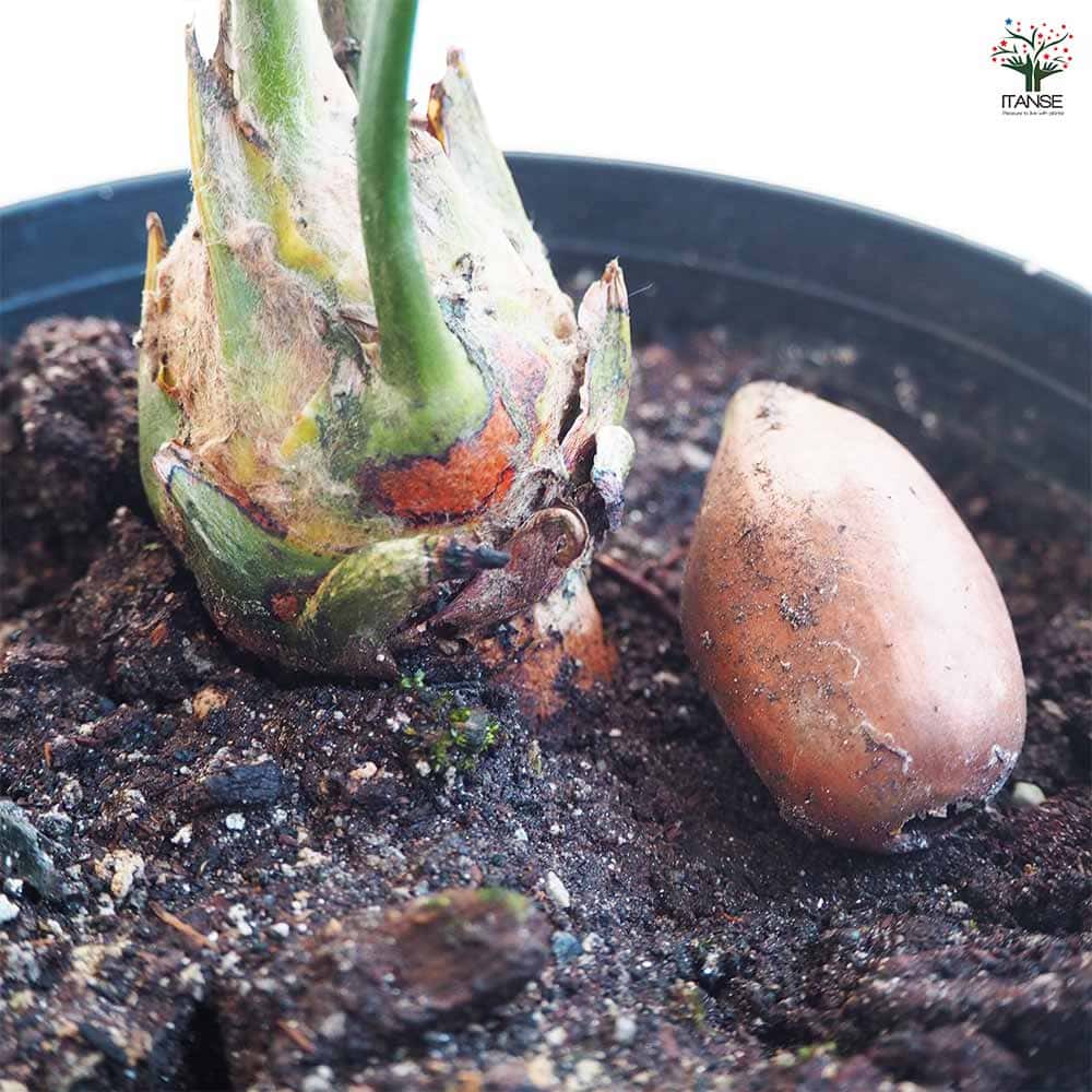 観葉植物 ディオーン スピヌロスム 【観葉植物 6号／1個売り