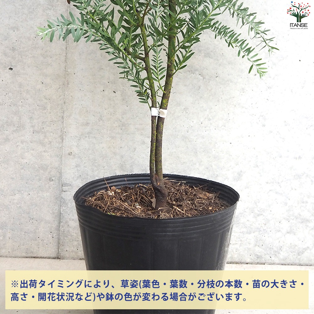 アカシア ブルーブッシュ【庭木 6号鉢／1個売り】｜ 【植物の
