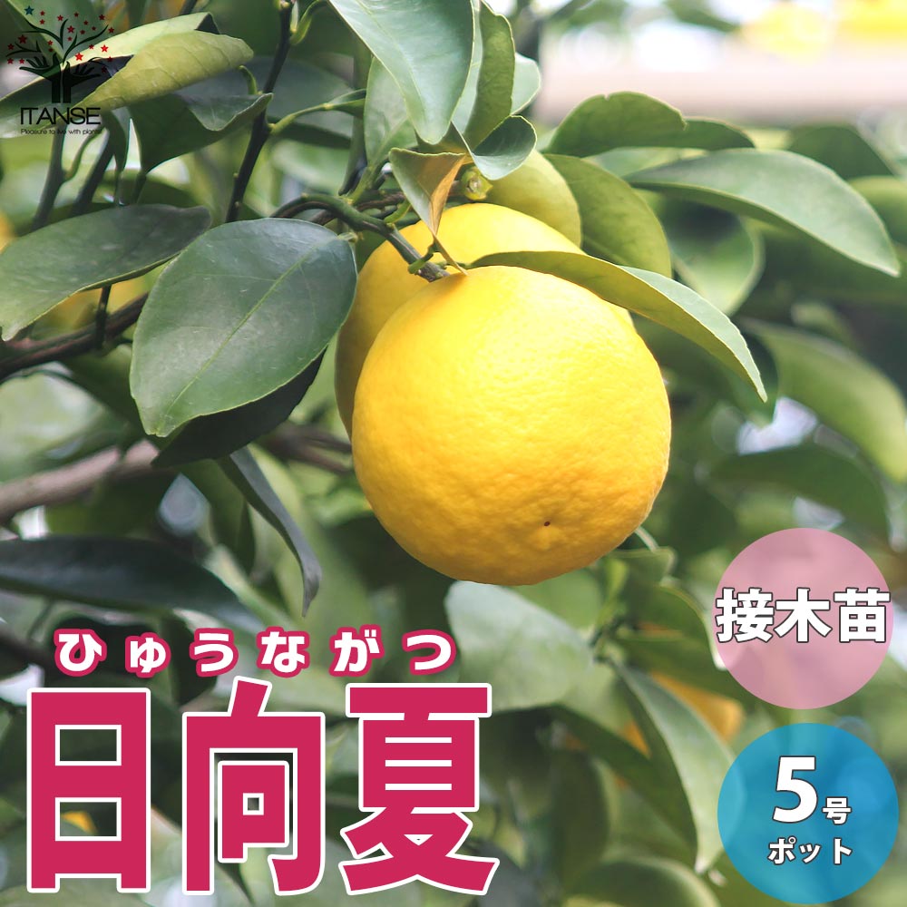 柑橘の苗 日向夏(ひゅうがなつ)【果樹の苗木 15cmポット 1～2年生 接木