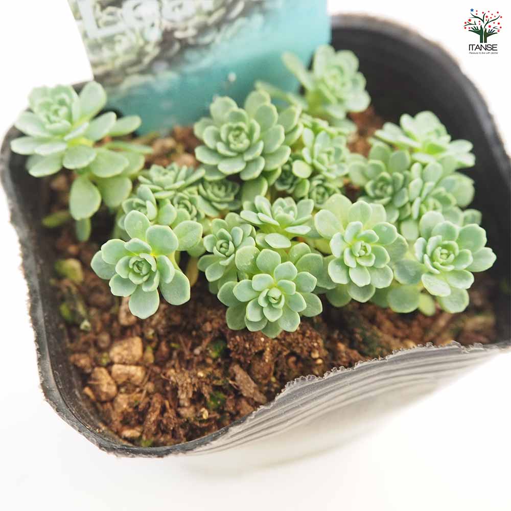 ロディオラ パキクラドス 【多肉植物 2.5～3号】｜ 【植物の