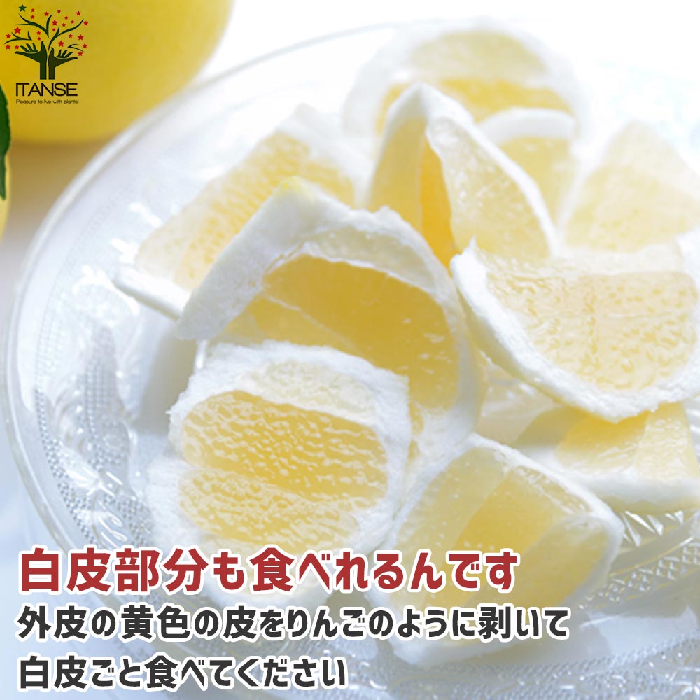 柑橘の苗 日向夏(ひゅうがなつ)【果樹の苗木 15cmポット 1～2年生 接木