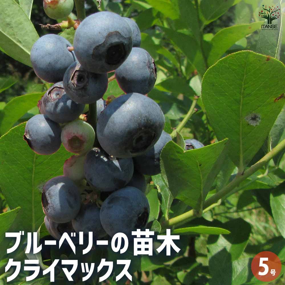 ブルーベリー クライマックス 【果樹の苗木 5号／1個売り】