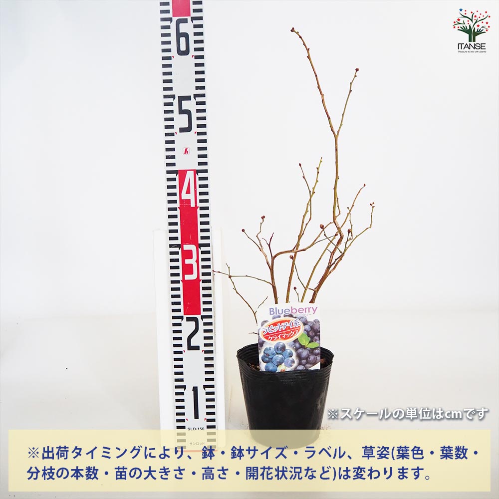 ブルーベリー クライマックス 【果樹の苗木 5号／1個売り】