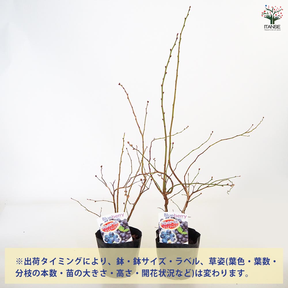 ブルーベリー クライマックス 【果樹の苗木 5号／1個売り】