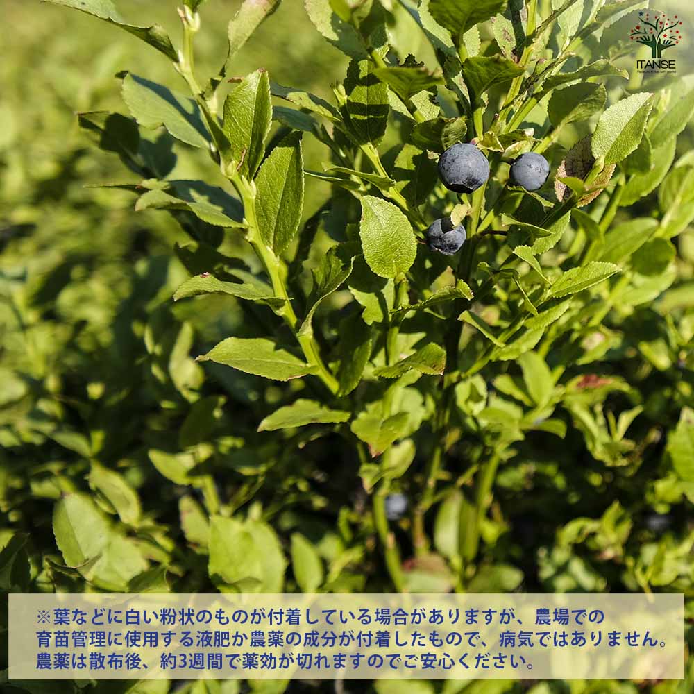 ブルーベリー クライマックス 【果樹の苗木 5号／1個売り】