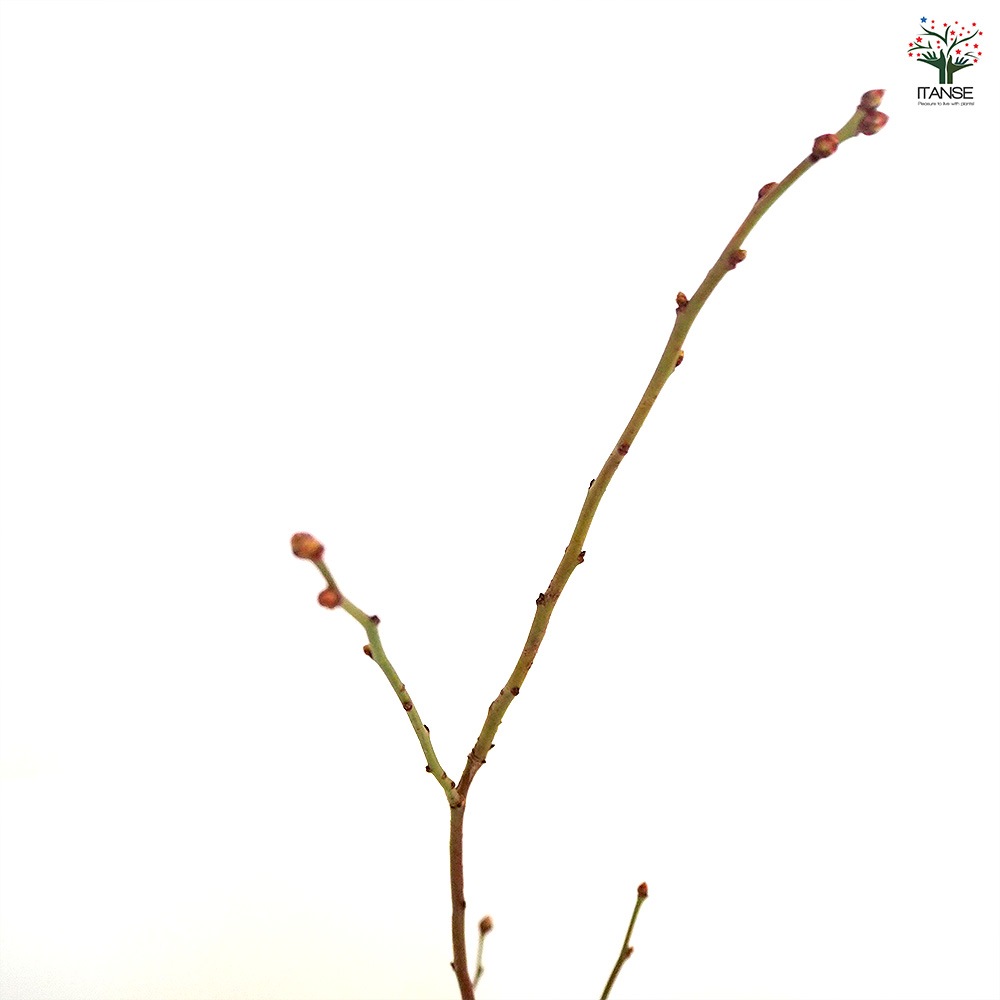 ブルーベリー クライマックス 【果樹の苗木 5号／1個売り】