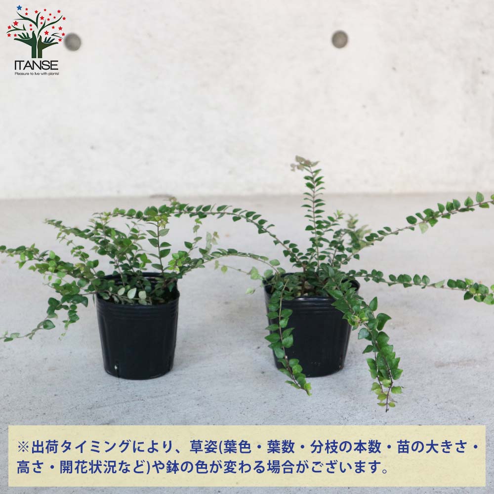 レッドチップ錦  抜き苗  微斑【特定記録付】 アガベ チタノタ 