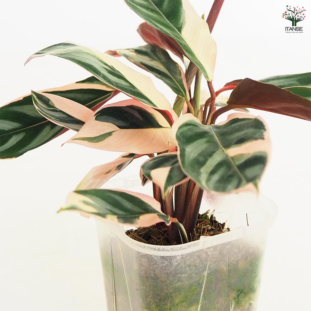 観葉植物 クテナンテ オッペンハイミアナ トリカラー 【観葉植物