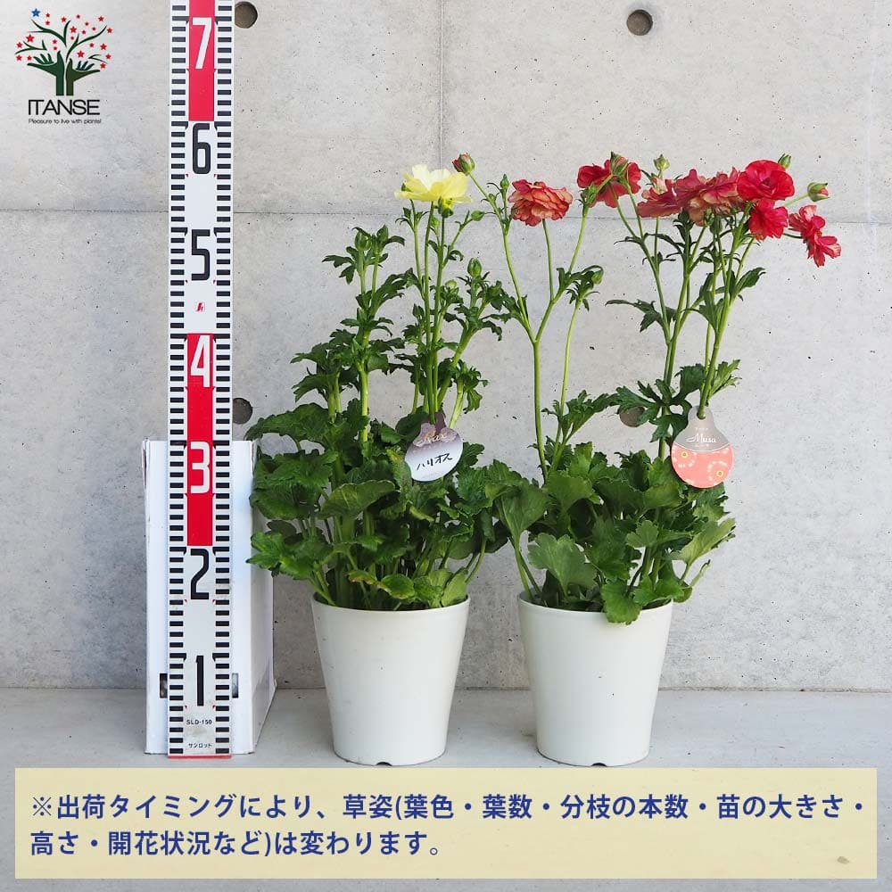 ラナンキュラス ラックス色品種見計い2個～ 【花苗 5号】｜ 【植物の