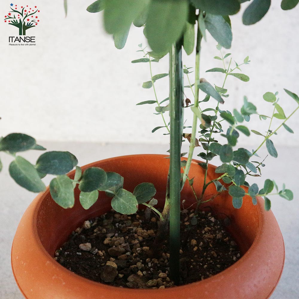 ユーカリ グニー【庭木 7号鉢 植木／花木／1個売り】｜ 【植物の