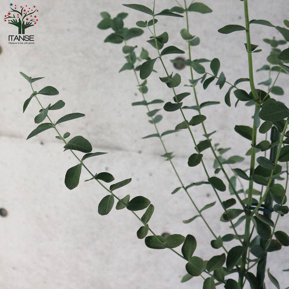 ユーカリ グニー【庭木 7号鉢 植木／花木／1個売り】｜ 【植物の