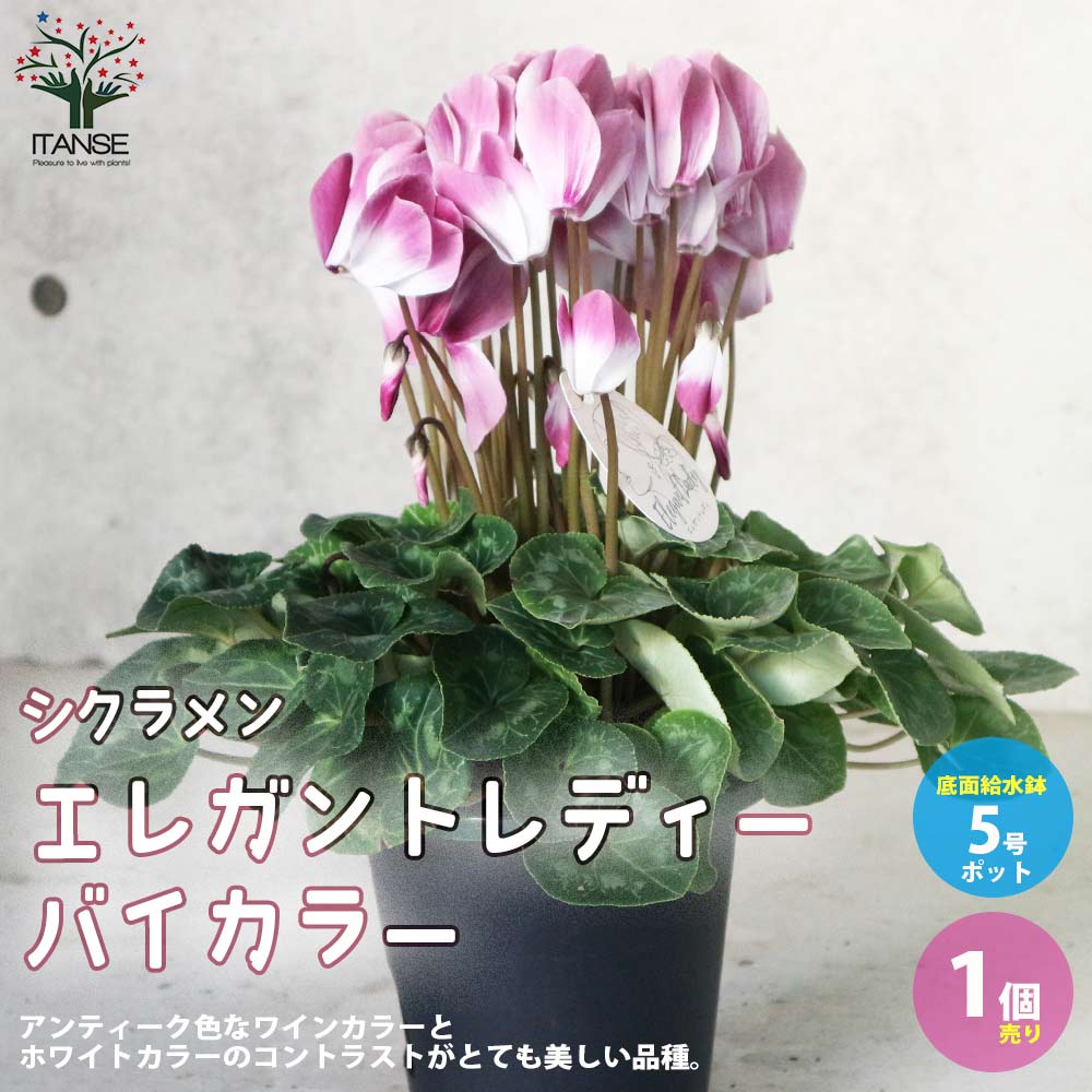 シクラメン エレガントレディー バイカラー