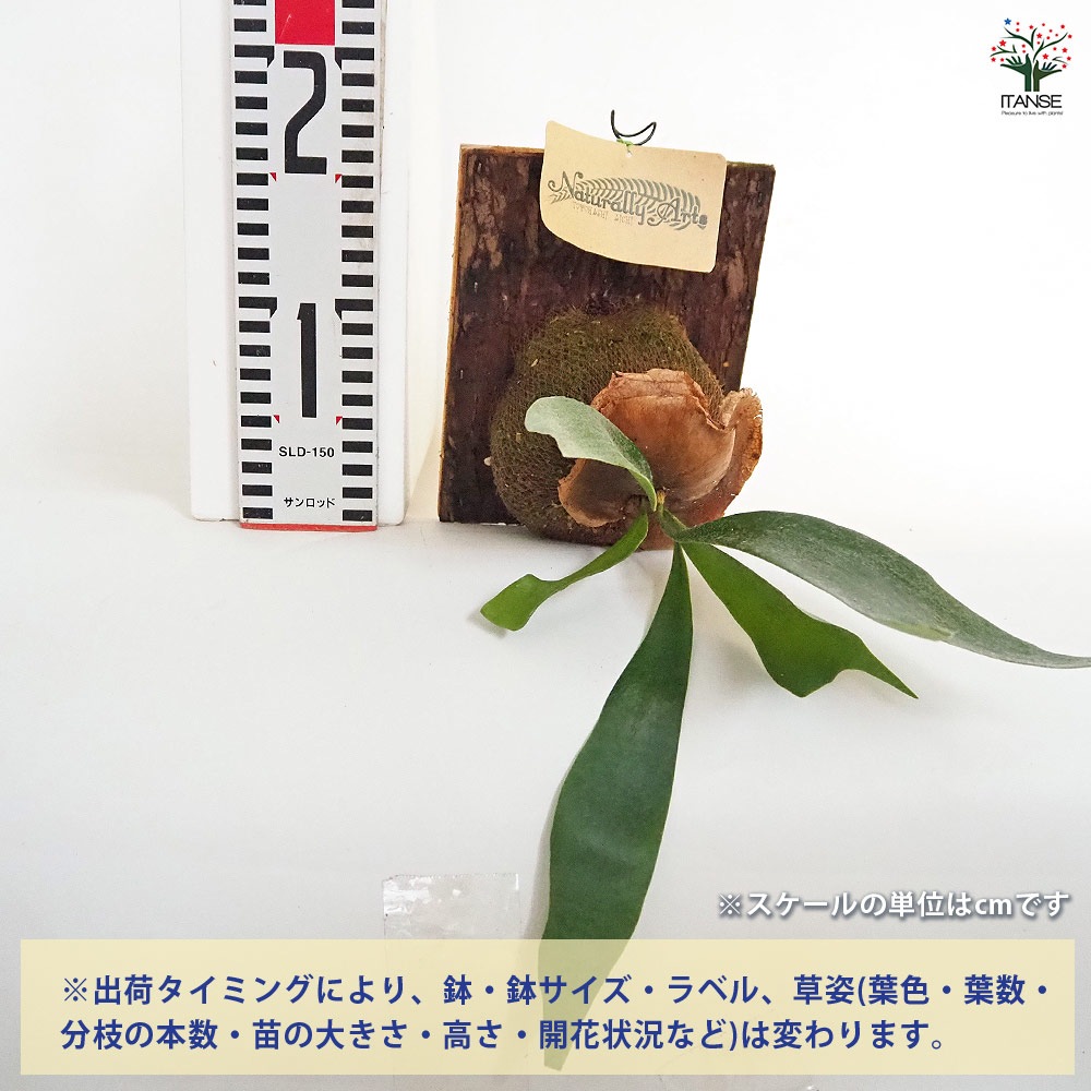 板付け アルシコルネ ビカクシダ コウモリラン 壁掛け ビカクシダを壁に飾る存在感のあるビカクシダを板付きにする方法