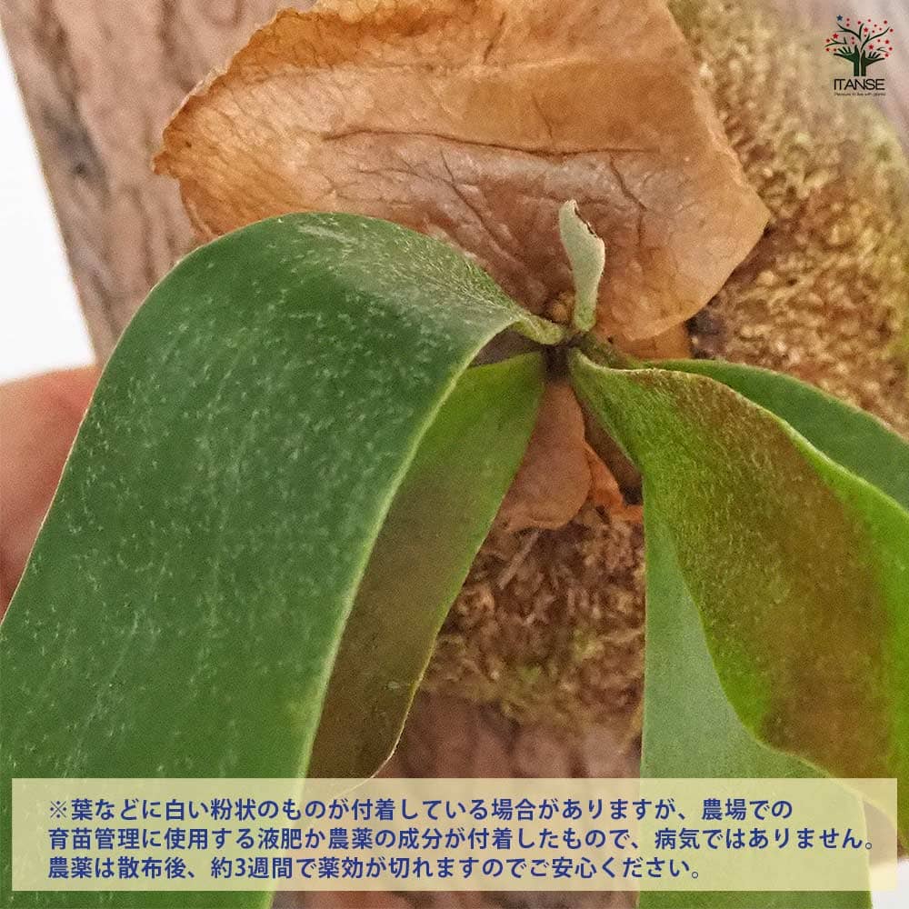 ビカクシダ(コウモリラン) アルシコルネ板付き  【観葉植物 なし】