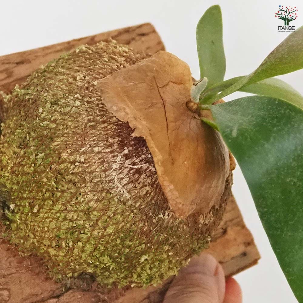 ビカクシダ(コウモリラン) アルシコルネ板付き  【観葉植物 なし】